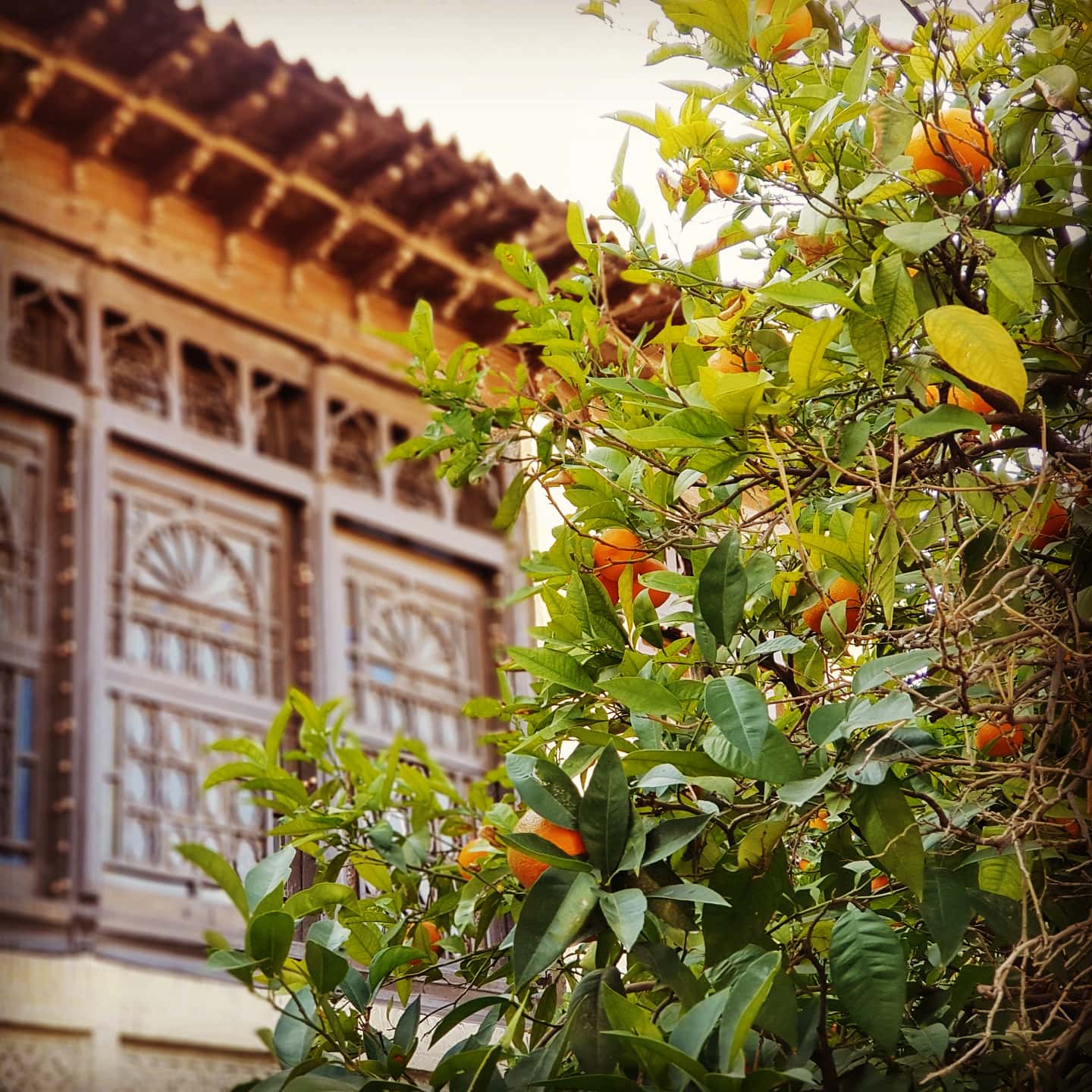 نارنج میوه خانه سنتی عمارت قاجاریه